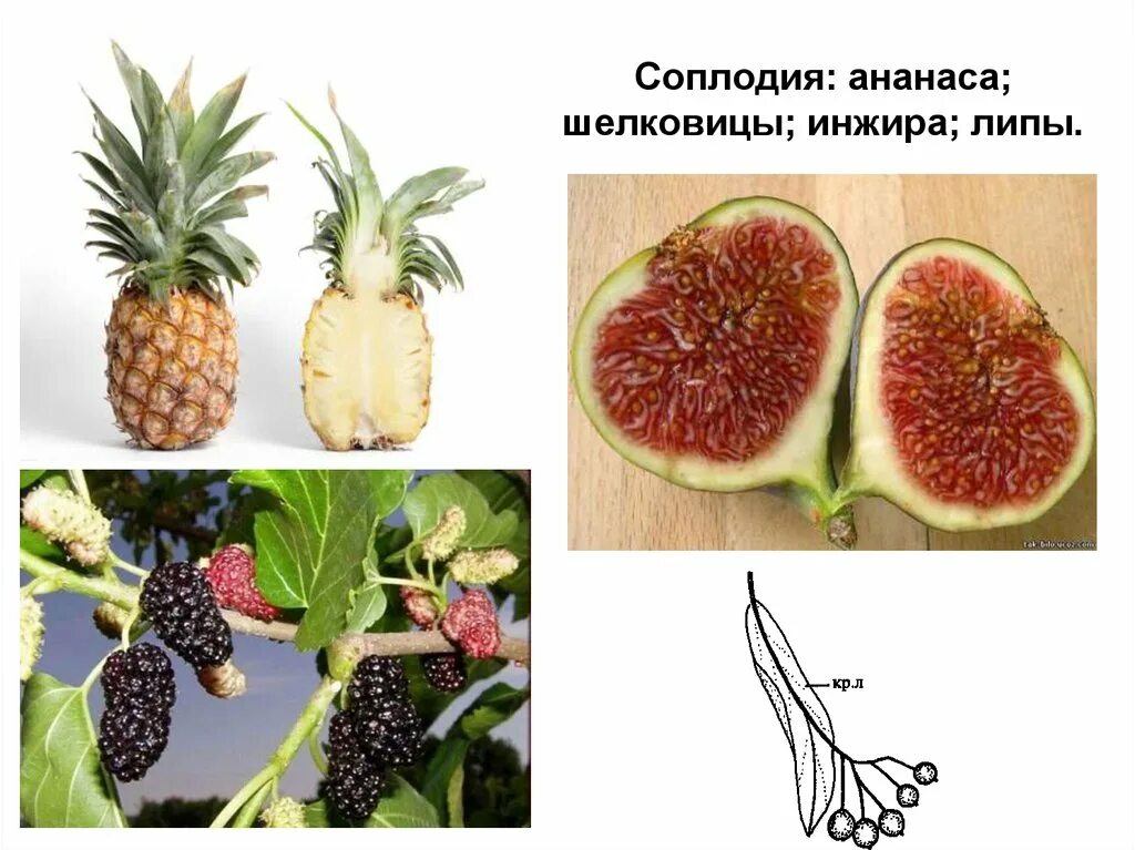 Соплодие ананаса. Соплодие это в биологии 6 класс. Плод соплодие. Ананас строение плода. Простые плоды сложные плоды соплодия