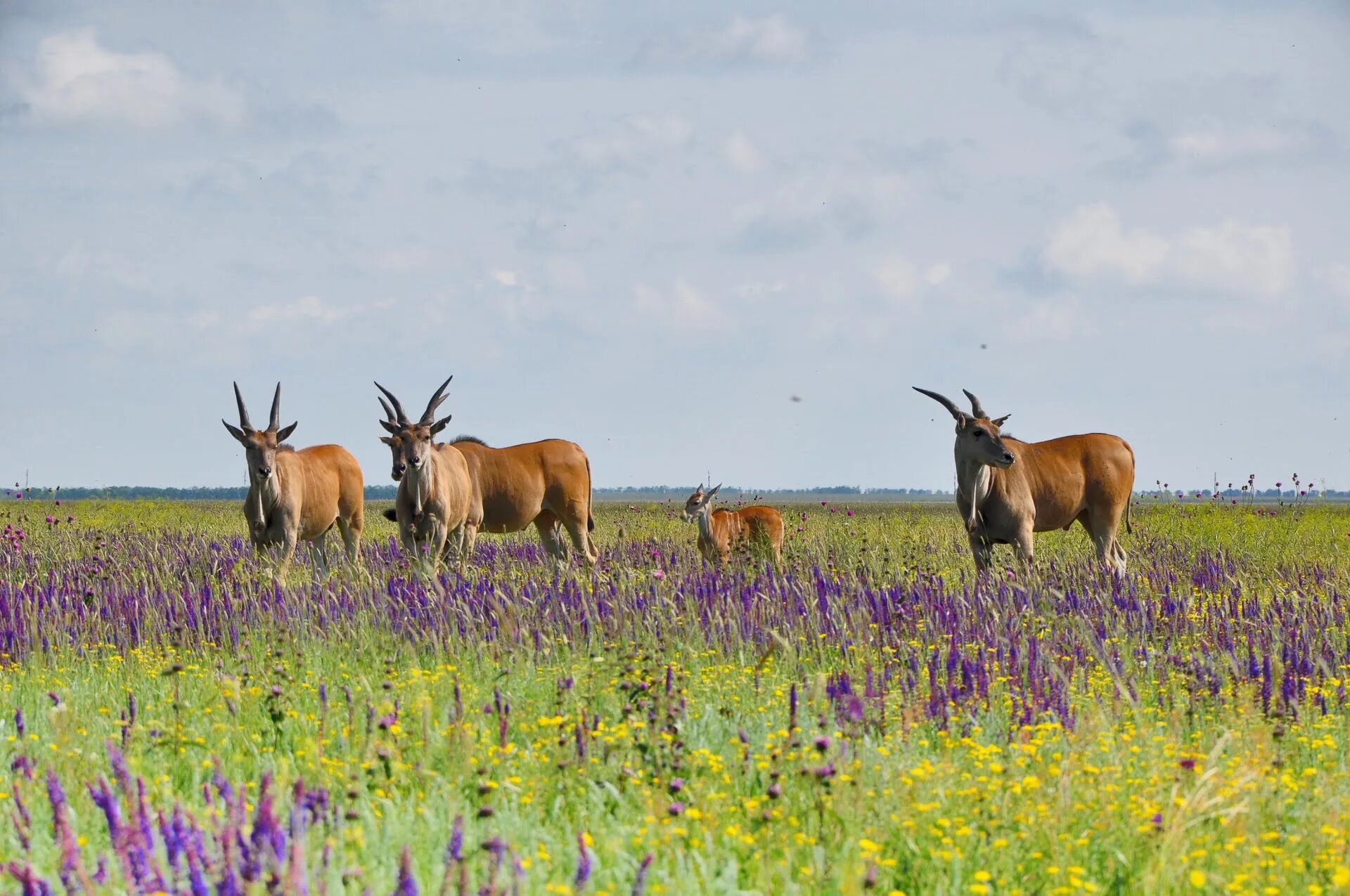 суслик степной россия. биосферный заповедник аскания-нова украины. оренбургская степь весной. степной заяц русак. заяц русак в степи.