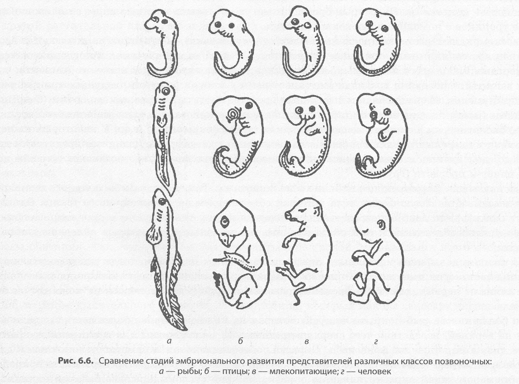 Стадии развития эмбрионов позвоночных. Стадии зародышевого развития позвоночного животного. Сходство зародышевого развития позвоночных животных. Эмбрионы некоторых животных на ранних стадиях развития. Стадии развития зародыша человека.