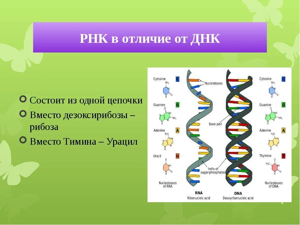 Цепь РНК строение. Структура РНК биология 9 класс. Строение ДНК И РНК биология. Цепь ДНК 9 класс биология.