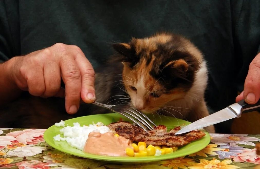 Кормить много кошек. Кот и еда. Котик с едой. Еда для котов. Еда для котят.