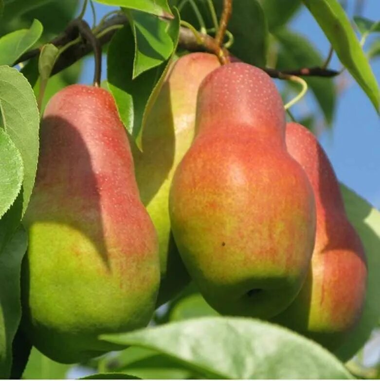 сорт груши талгарская. груша талгарская красавица. груша красавица черненко. груша талгарская красавица дерево. груша талгарская красавица дерево.