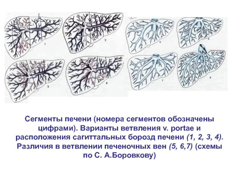 Сколько сегментов в печени. Сегменты печени. хирургические сегменты печени. хирургически сегментирование печени. хирургическая анатомия печени.