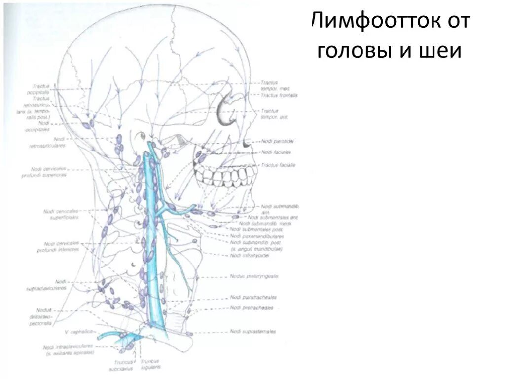 Схема лимфоузлов головы. Лимфатическая система головы. Лимфатическая система лица схема. Лимфатическая система шеи схема. Лимфоотток головы и шеи анатомия.