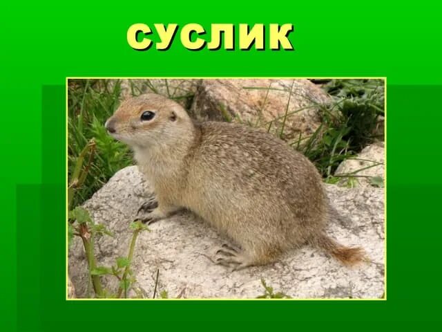 История о сусликах. Семейства отряда грызунов. Норки сусликов. История о сусликах. История о сусликах.