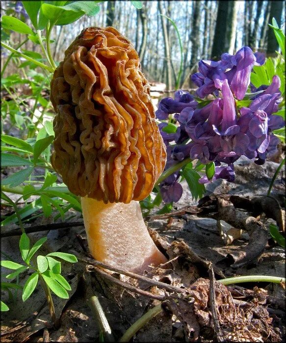 Весенний гриб похожий на сморчок. Сморчки грибы Лесные. Сморчки весенние. Весенние грибы сморчки. Сморчок Лисичка сморчок.