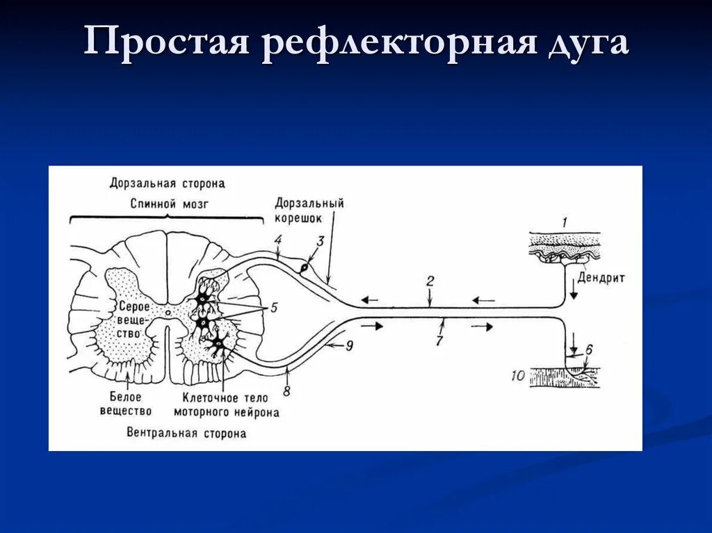 Схема трехнейронной рефлекторной дуги. Схема 3 нейронной рефлекторной дуги. Строение простой рефлекторной дуги. Строение трехнейронной рефлекторной дуги.