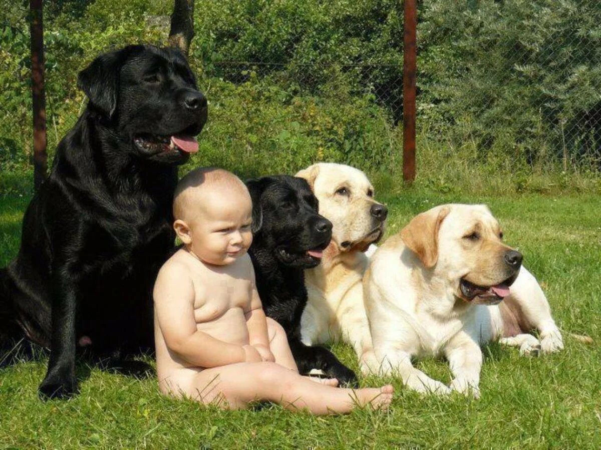 Порода которая любит детей. Лабрадор и дети. Малыш лабрадор. Лабрадор ретривер с детьми. Семья с собакой.