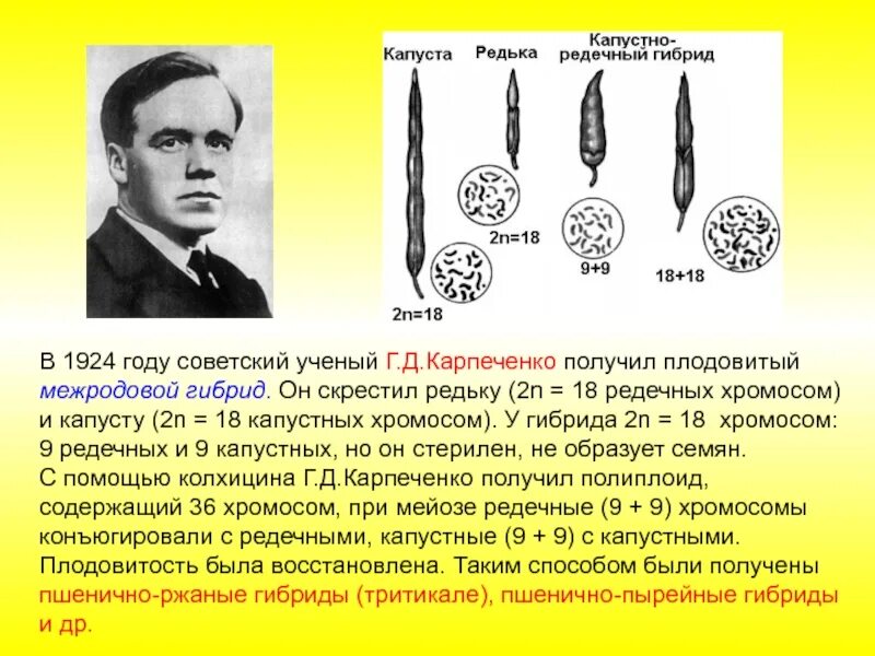 Опыт Карпеченко капустно редечный гибрид. Селекция редьки и капусты Карпеченко.