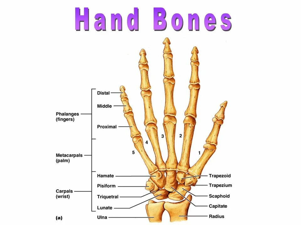 Кости запястья строение. Кости кисти анатомия строение. Анатомия кисти кости запястья. Кисть кости анатомия ладонь. Кости в запястье руки