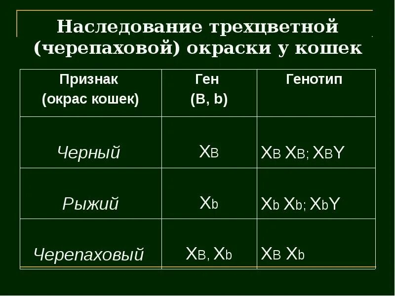 Наследование черепаховой окраски. Черепаховая окраска генотип. Генотип черепаховой кошки. Наследование черепаховой окраски у кошек.