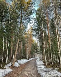 Лог сургут