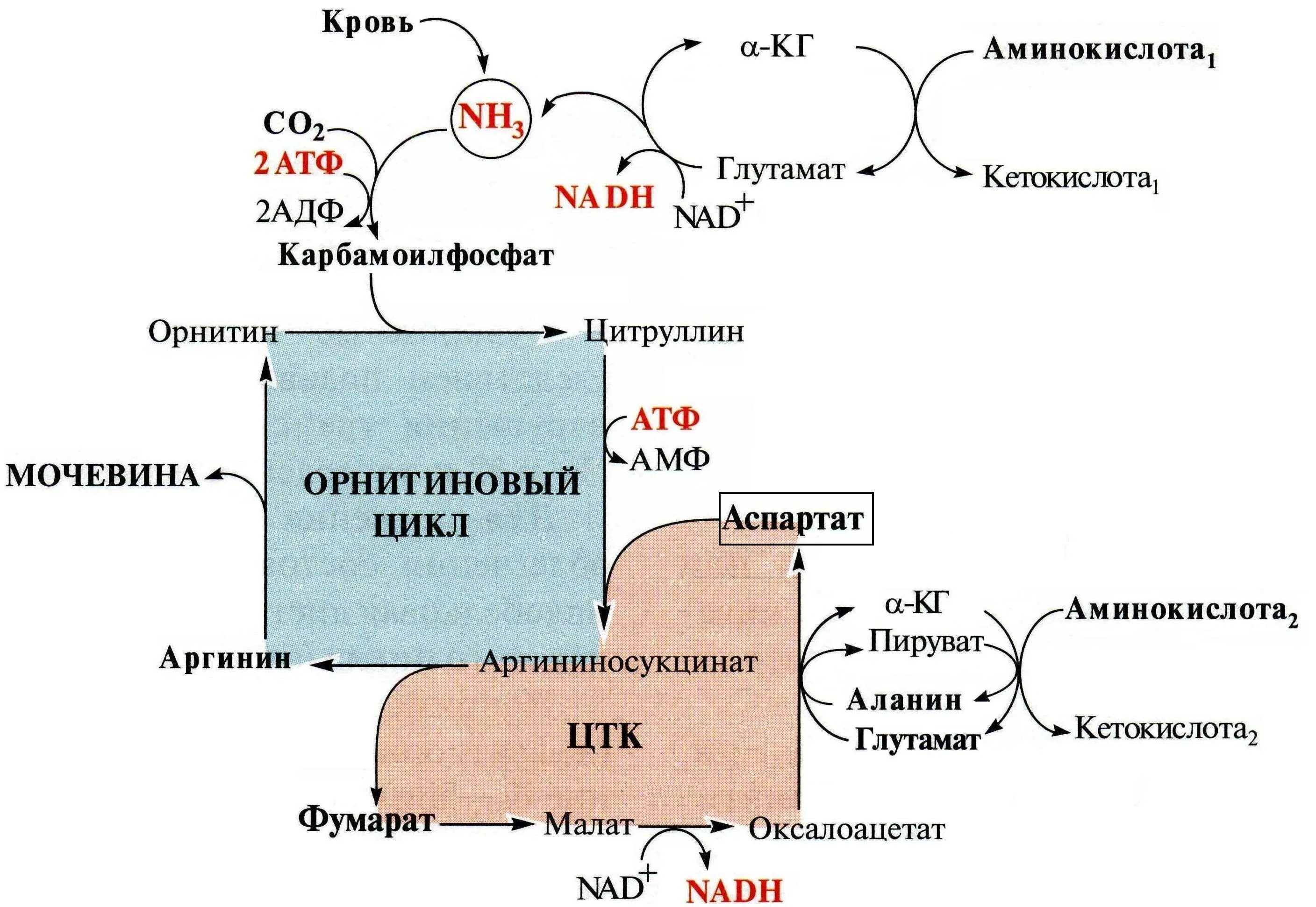 Температура атф. Орнитиновый цикл Синтез. Орнитинового цикла Кребса. Орнитиновый цикл мочевинообразования. Синтез мочевины (орнитиновый цикл) в организме.