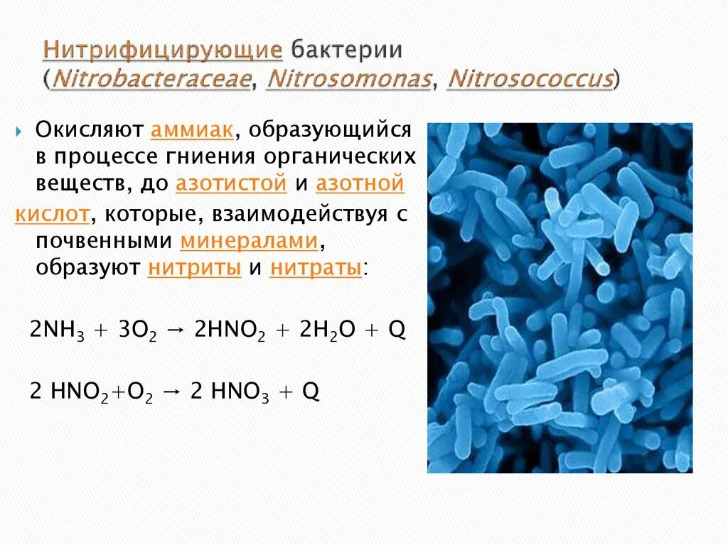 Серобактерии хемосинтез. Нитрифицирующие бактерии окисляют аммиак. Хемосинтетики и хемотрофы. Серобактерии хемотрофы.