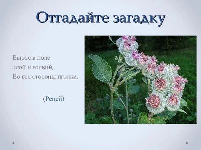 Прочитайте отгадайте загадку почему это растение. Вырос в поле злой и колкий. вырос в поле злой и колкий во все стороны иголки. вырос в поле злой и колкий во все стороны иголки загадка. растение растущее в поле 5 букв.