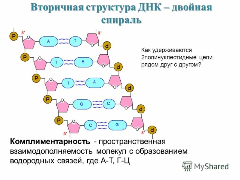 Полинуклеотидная цепь связи