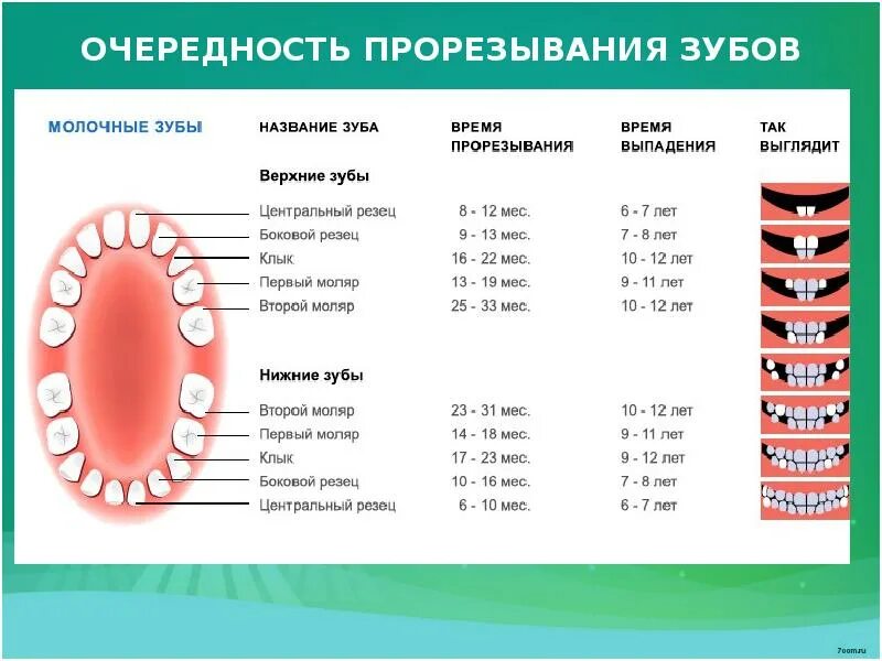 Во сколько месяцев появляются первые. Схема молочных зубов у детей 10 лет. В каком порядке выпадают молочные зубы у детей схема. Прорезывание коренных зубов у детей последовательность. Как растут коренные зубы у детей схема.