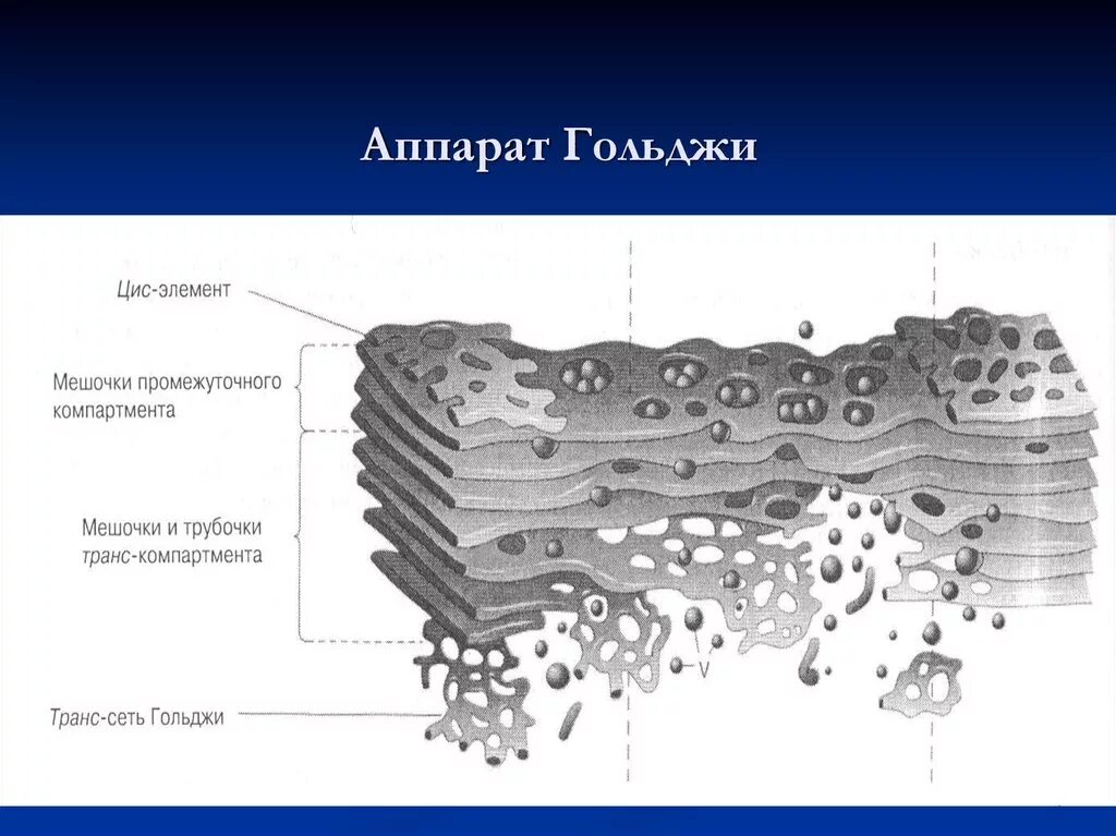 Какие формы мембранных структур образуют аппарат гольджи. Комплекс Гольджи пластинчатый аппарат. Аппарат Гольджи строение рисунок. Комплекс (аппарат) Гольджи (одномембранный органоид). Аппарат Гольджи строение гистология.