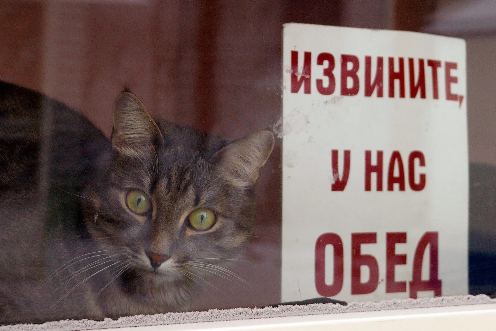 Извинить получить