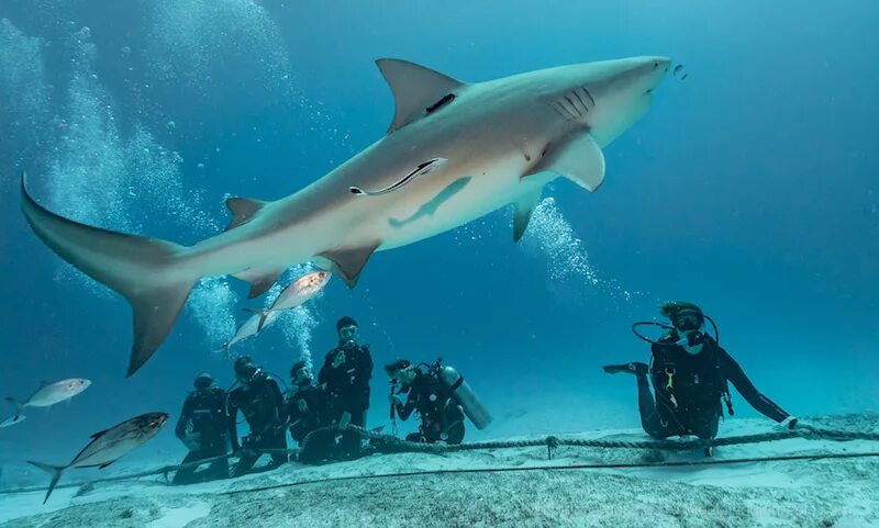 Рифовые акулы на мальдивах. Акула в океане. Карибское море акулы. Белая акула в тихом океане. Черноперая рифовая акула мальдивы.
