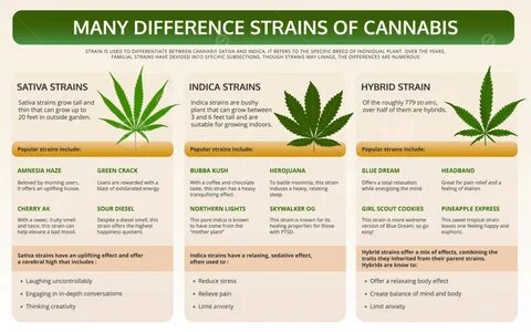 many different strains of cannabis horizontal textbook infographic illustra...