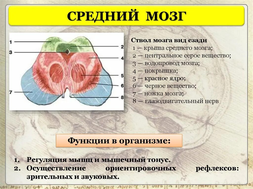 Строение среднего мозга 8 класс. Средний мозг строение и функции. Средний мозг строение структура функции. Средний мозг: внешнее и внутреннее строение, функция.. Средний мозг функции.