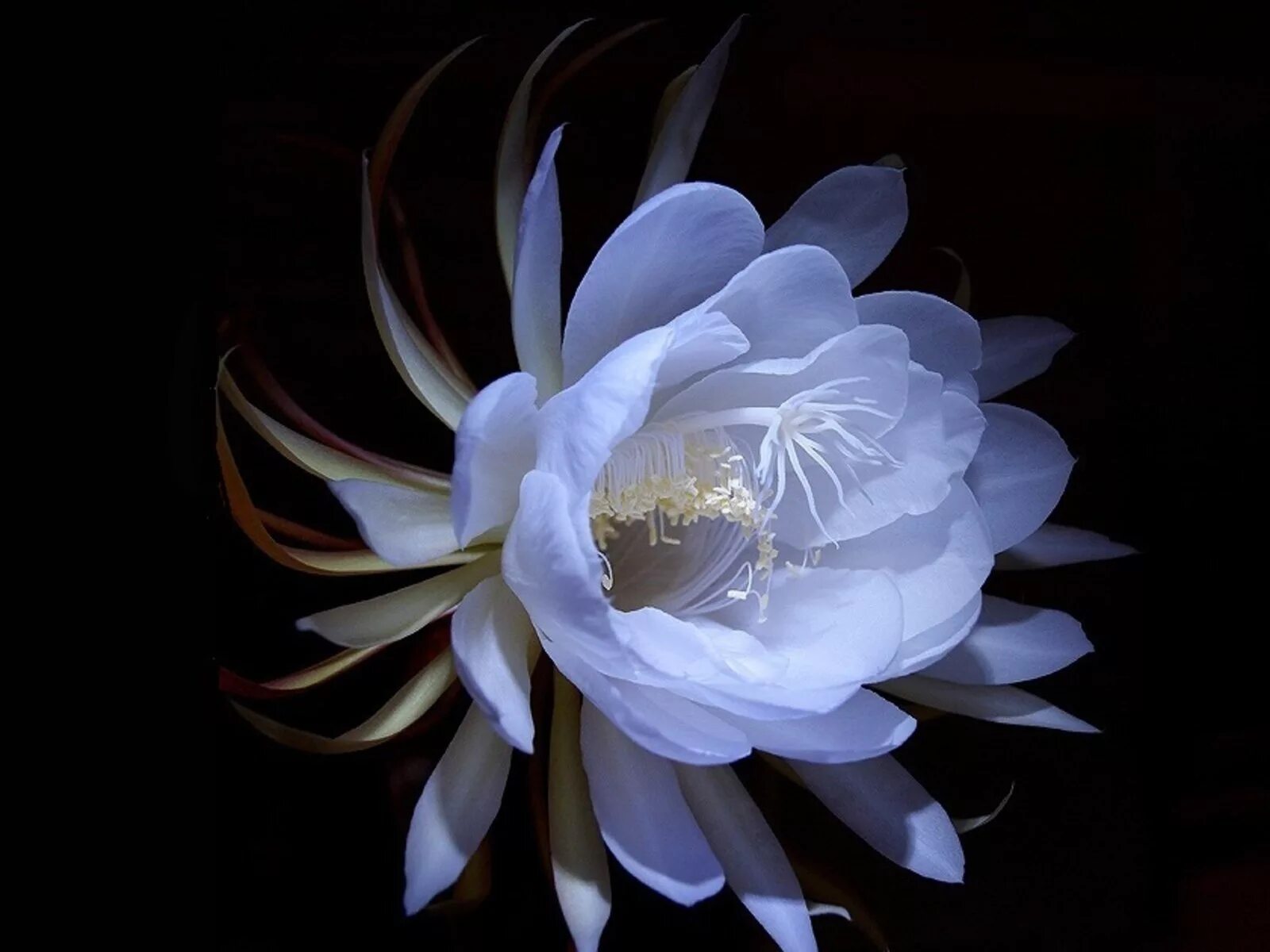 Кадупул (kadupul flower). Кадупул королева ночи. Цветок королева ночи. Эпифиллум оксипеталум. Кадупул (epiphyllum oxypetalum).
