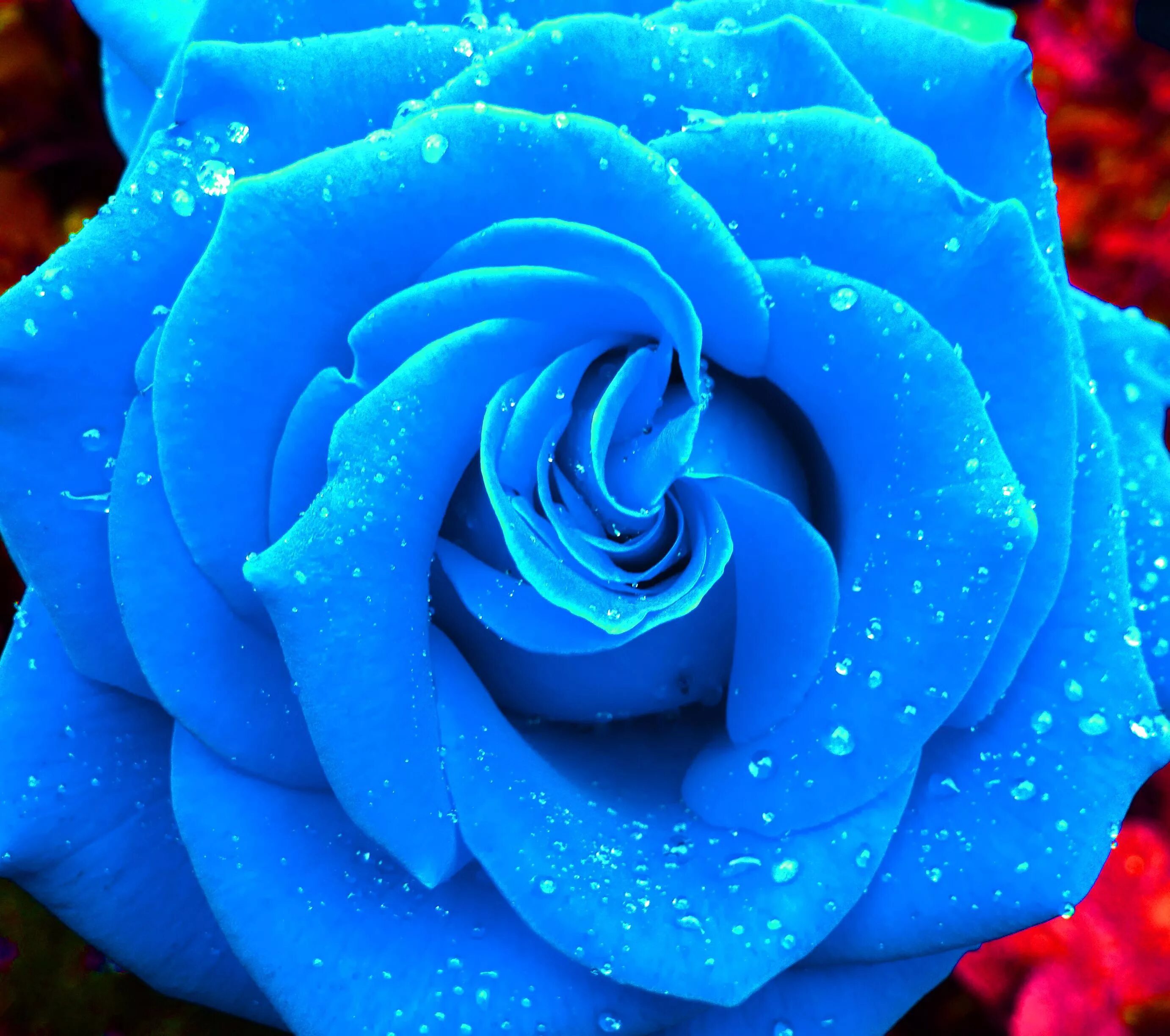 Ну голубой. Голубые розы Сантори. Бирюзовые розы.