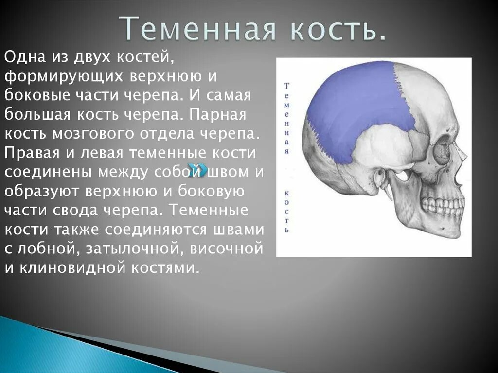 Теменная кость неподвижная. Теменная кость. Наружная поверхность теменной кости. Теменная кость части. Теменное отверстие теменной кости.