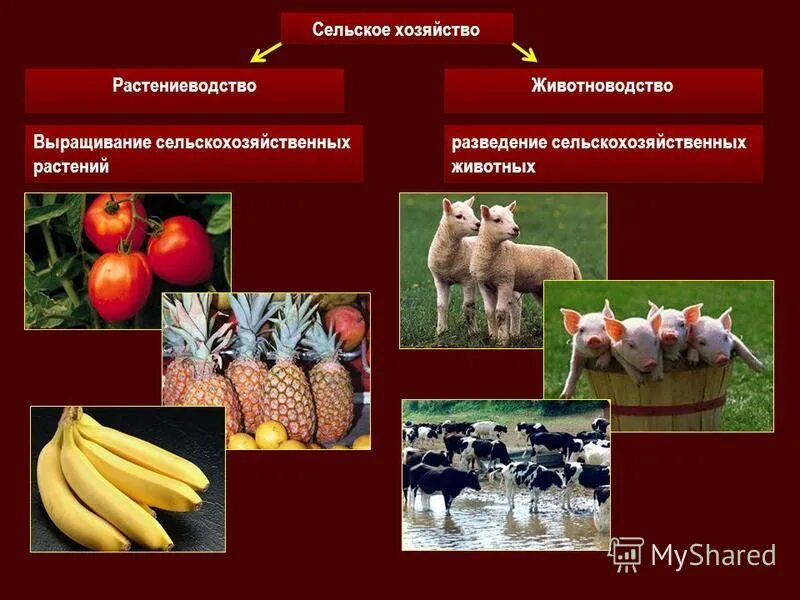 География тест растениеводство животноводство 9. География тест растениеводство животноводство 9