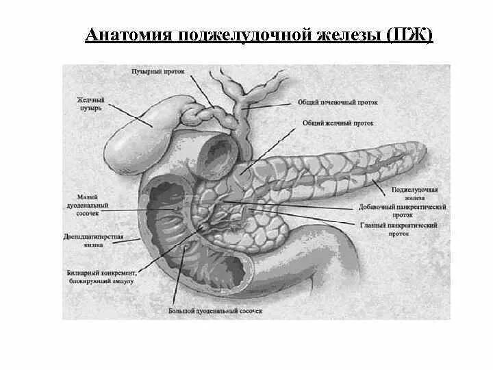 Каково внутреннее строение поджелудочной железы. Анатомия поджелудочной железы схема. Строение поджелудочной железы человека. Строение поджелудочной железы человека анатомия.