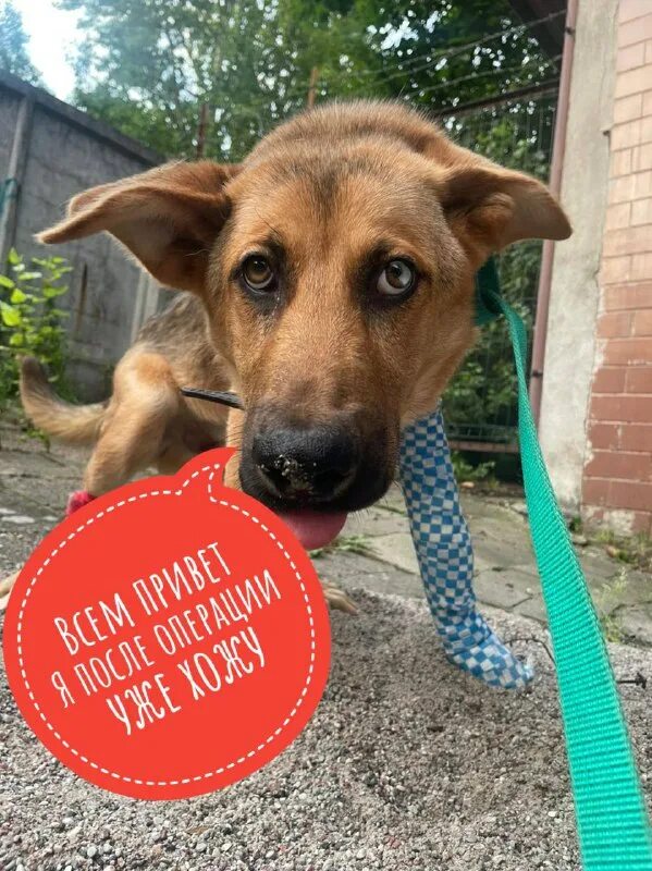 Тимвилль приют для бездомных животных. Приют тимвилль фото. Ольга добрянская приют тимвилль. Приют калининград. Приют для животных чапаевск.