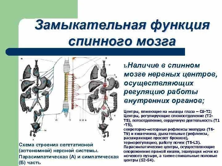 Двигательный центр спинного мозга. Замыкательная функция спинного мозга. Нервные центры спинного мозга. Спинальные центры спинного мозга. Двигательная функция спинного мозга.