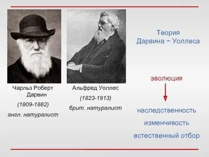 Вклад в эволюционную теорию