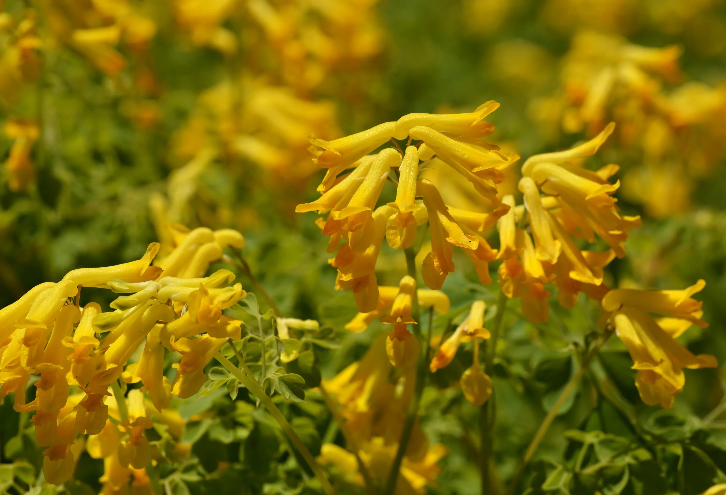 Хохлатка прицветниковая желтая. Хохлатка (corydalis). Хохлатка корневищная желтая. Хохлатка желтая растение. Хохлатка (corydalis).