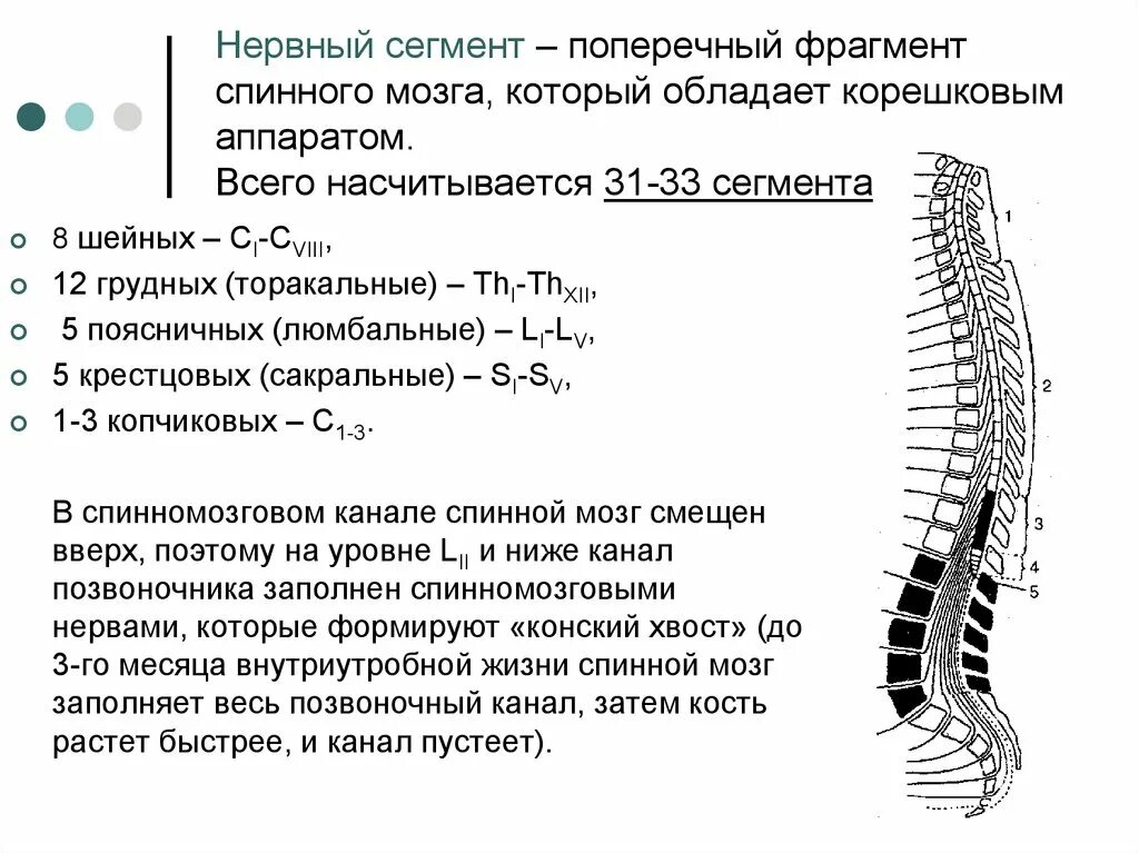 9 Локализация нервных центров спинного мозга. Крестцового сегмента спинного мозга (s 3). Д1 сегмент спинного мозга. Строение спинного мозга по сегментам.