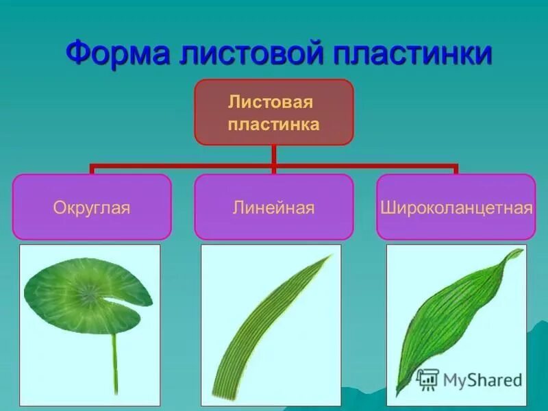 Побегом называют стебель расположенный на нем