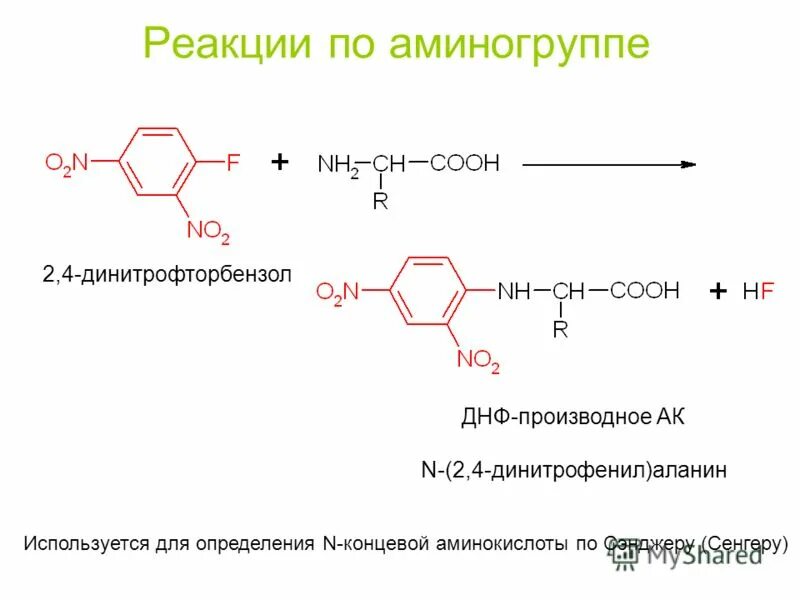 Концевые аминокислоты