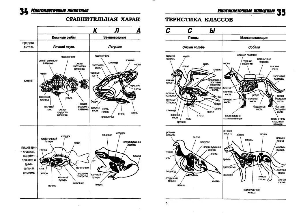 Беспозвоночные егэ. Таблица сравнение скелета костных рыб и земноводных. Таблица опорно-двигательной системы позвоночных рыб. Особенности строения опорно-двигательной системы рыб схема. Таблица строение скелета земноводных биология 7 класс.