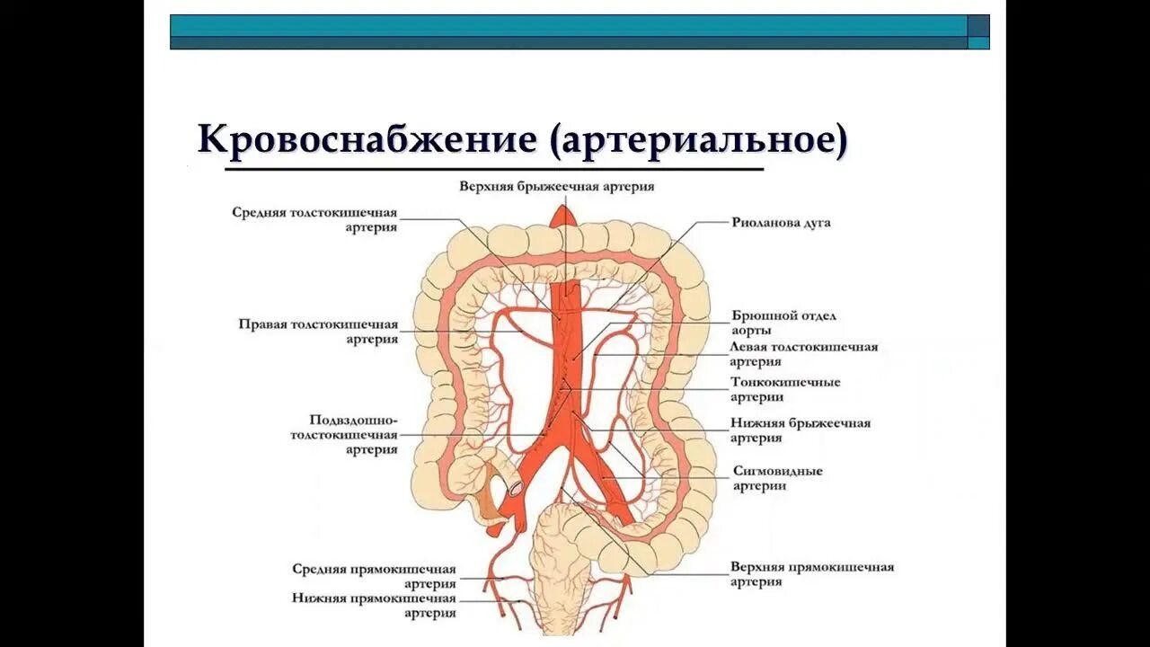 Острый аппендицит лекция. Лекция острый аппендицит хирургия. Острый аппендицит лекция по хирургии.