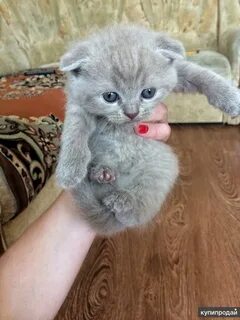 Авито ставрополь котенок в добрые руки