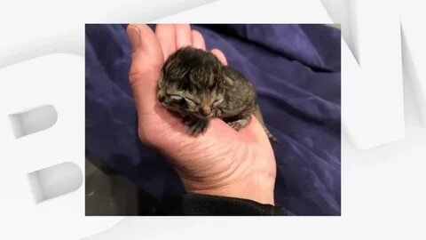 Женщина родила котенка