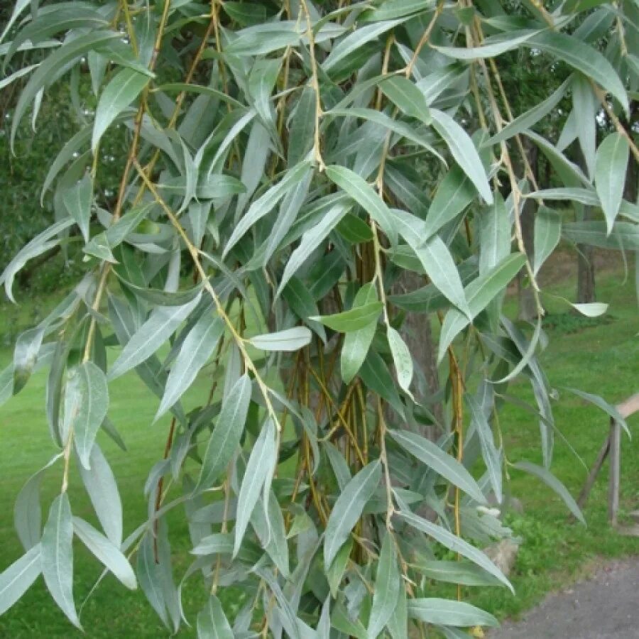 Виды названия ивы. Ива белая Тристис. Ива белая (Salix Alba). Ива белая (ветла) Salix Alba.