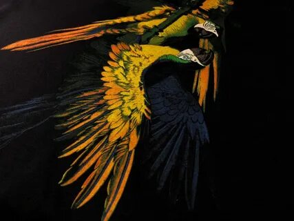 Paradise birds nelly