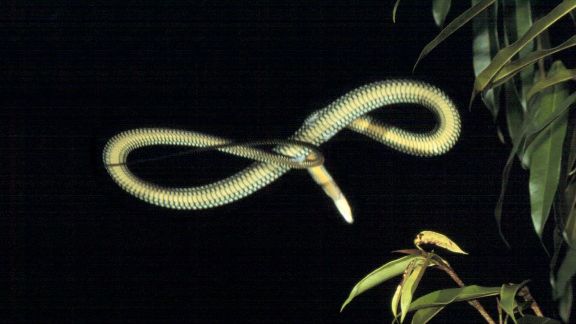 Королевская ошейниковая змея. Листоносый мадагаскарский уж. Chrysopelea ornata. Летающий уж. Райская летучая змея.