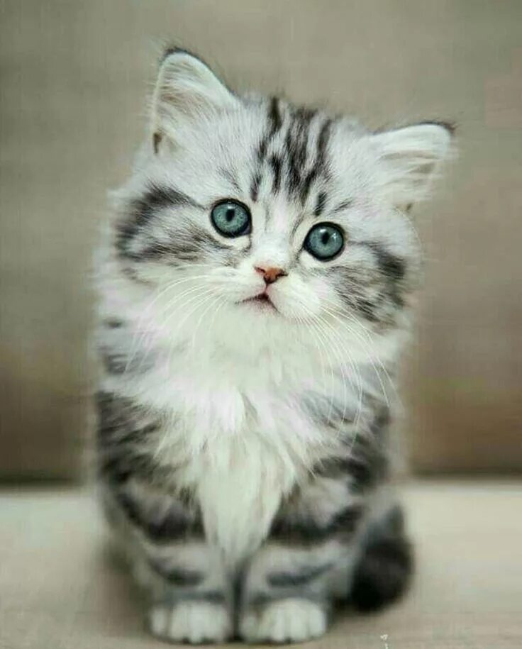Кошка красивая маленькая. Красивые котята. Котята милашки. Пушистые котята. Маленькие котята пушистые.