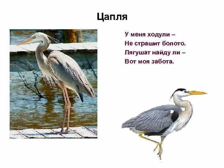 Цапля кумир