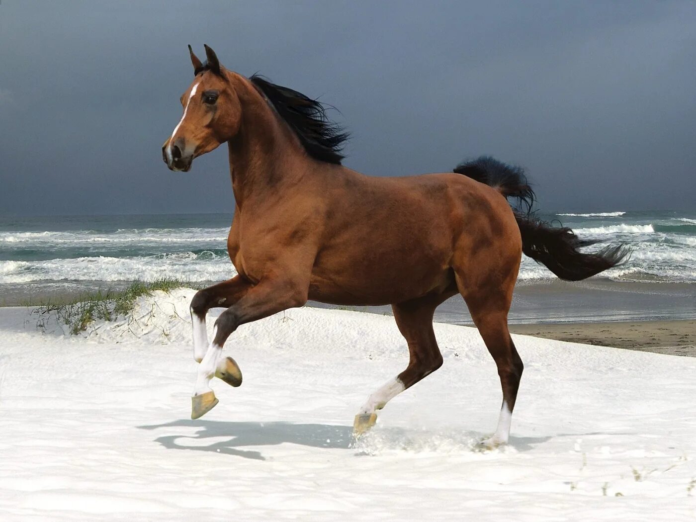 Сайт horse. Гнедой Мустанг. Зеброидный гнедой Мустанг. Лошадь гнедой Мустанг. Мустанг тигровая гнедая.