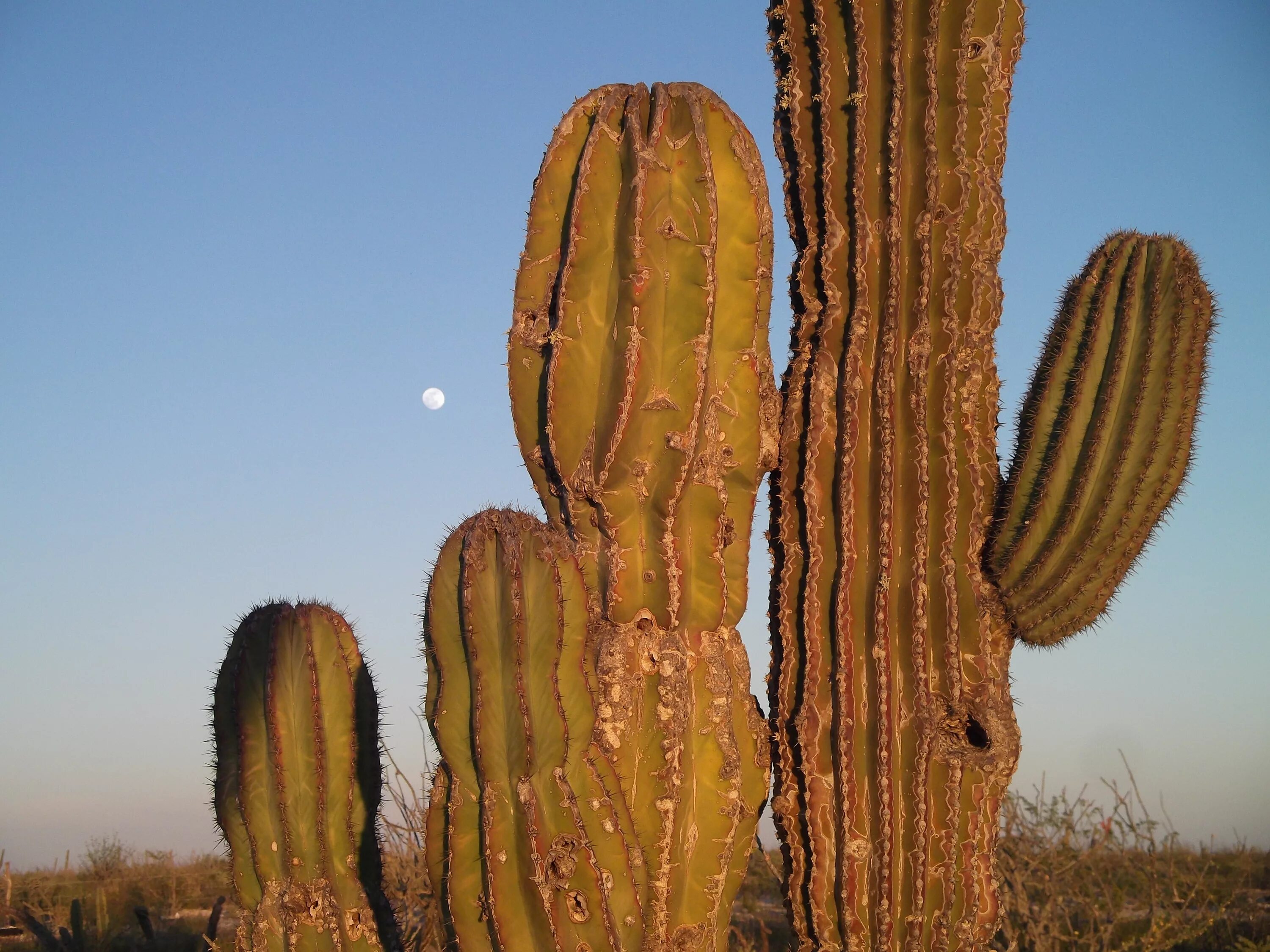 Mexican cactus. Мексика кактусы Сагуаро. Кактус цереус мексиканский. Кардон Кактус Мексика. Мексика Кактус лари.