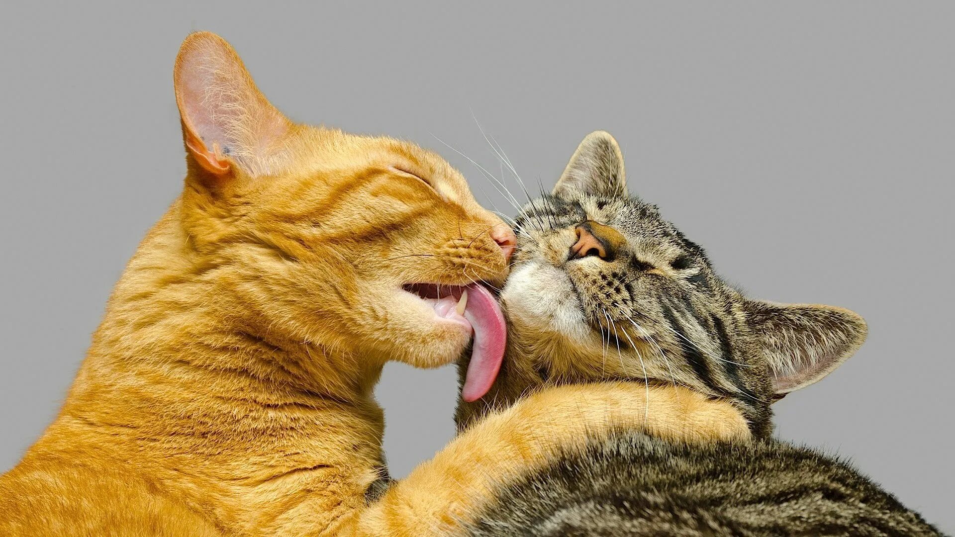 Кошка улыбается. Кот вылизывается. Кошка покусывает. Котик облизывается. Звук облизывания.